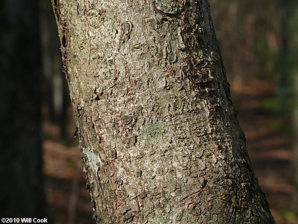 American Witchhazel (Hamamelis virginiana) bark