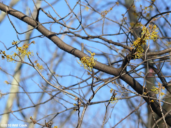 American Witchhazel (Hamamelis virginiana) flowers