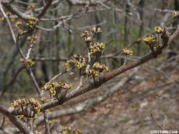 American Witchhazel (Hamamelis virginiana) flowers