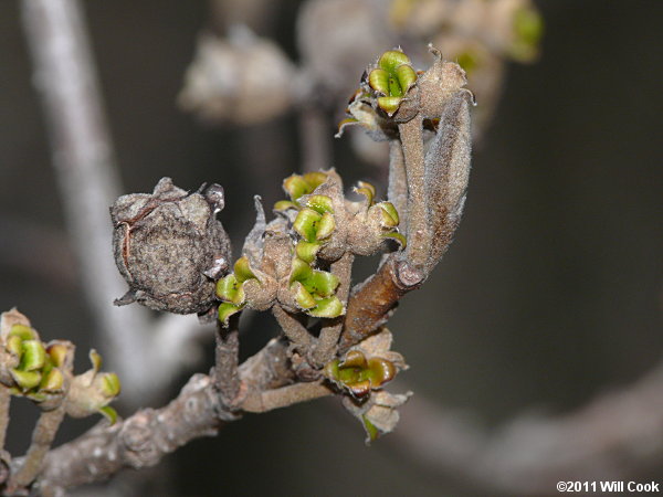 American Witchhazel (Hamamelis virginiana) flowers