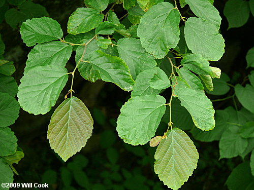 American Witchhazel (Hamamelis virginiana) leaves