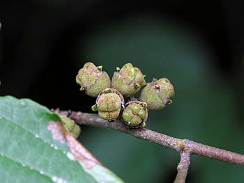 American Witchhazel (Hamamelis virginiana) fruit