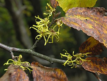 American Witchhazel (Hamamelis virginiana) flowers