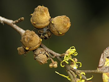 American Witchhazel (Hamamelis virginiana) fruit