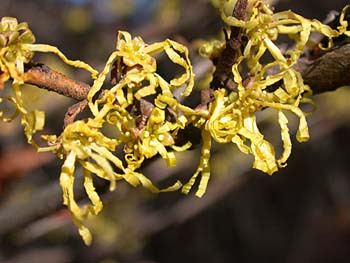 American Witchhazel (Hamamelis virginiana) flowers