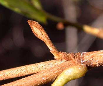 American Witchhazel (Hamamelis virginiana) buds