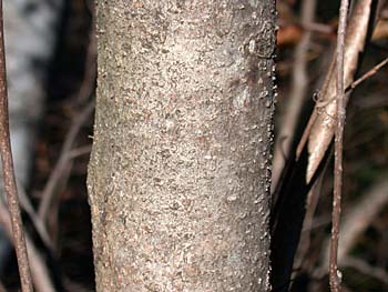 American Witchhazel (Hamamelis virginiana) bark