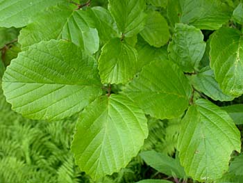 American Witchhazel (Hamamelis virginiana) leaves