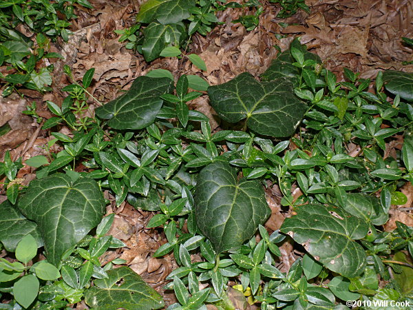 Persian Ivy (Hedera colchica)