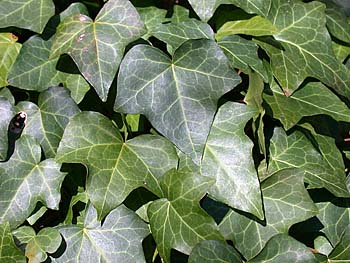 English Ivy (Hedera helix)