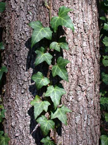 English Ivy (Hedera helix)