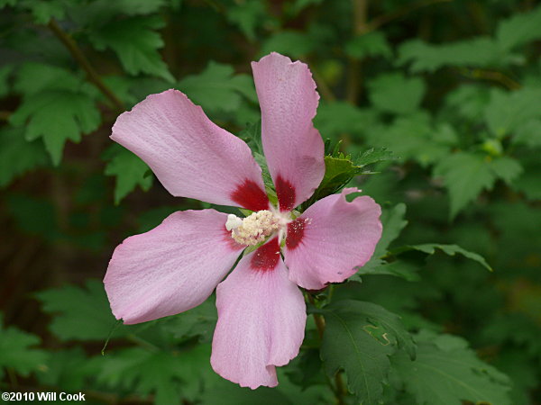 Rose-of-Sharon (Hibiscus syriacus) flower