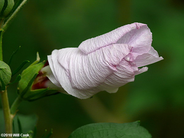 Rose-of-Sharon (Hibiscus syriacus) flower