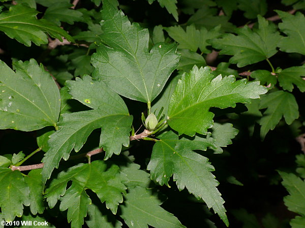 Rose-of-Sharon (Hibiscus syriacus) leaves