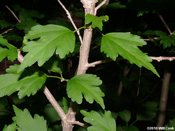 Rose-of-Sharon (Hibiscus syriacus) bark