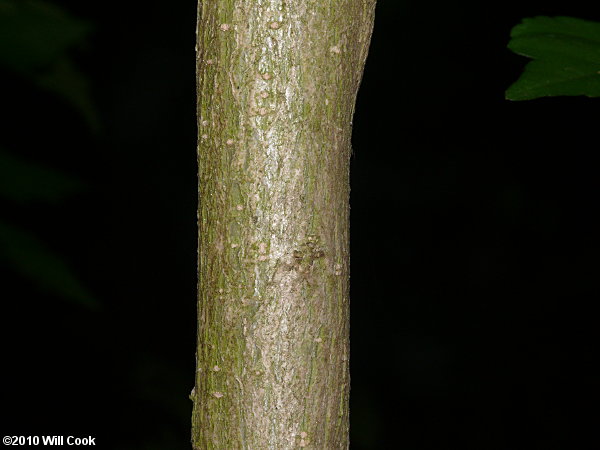 Rose-of-Sharon (Hibiscus syriacus) bark