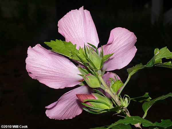 Rose-of-Sharon (Hibiscus syriacus) flower