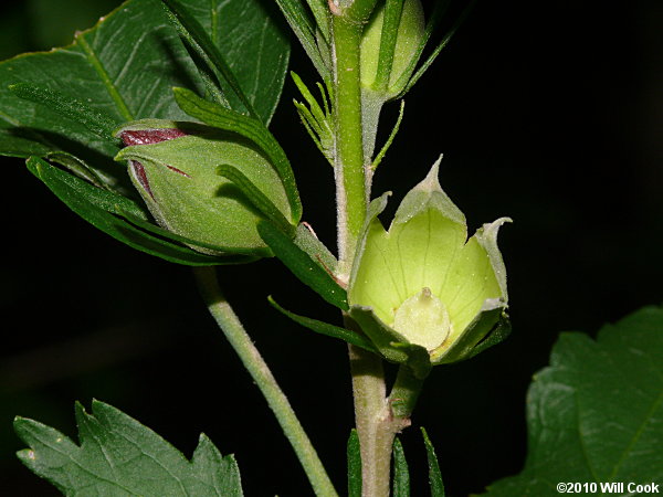 Rose-of-Sharon (Hibiscus syriacus) flower bud