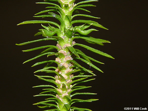 Shining Firmoss, Shining Clubmoss (Huperzia lucidula)