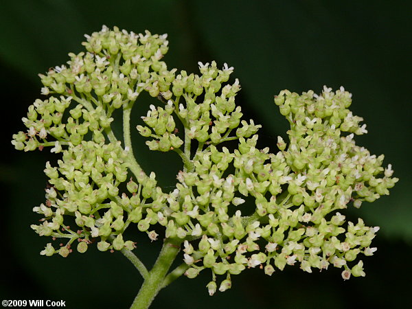 Wild Hydrangea (Hydrangea arborescens)