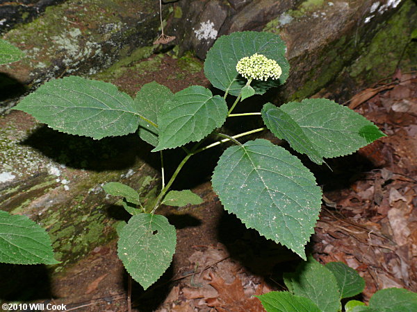 Wild Hydrangea (Hydrangea arborescens)