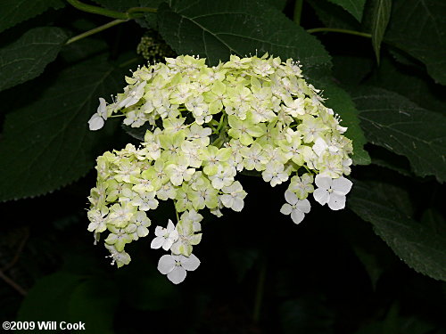 Wild Hydrangea (Hydrangea arborescens)