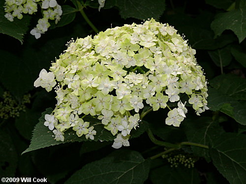 Wild Hydrangea (Hydrangea arborescens)