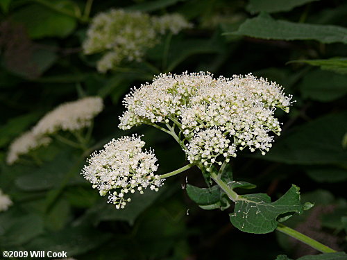 Wild Hydrangea (Hydrangea arborescens)