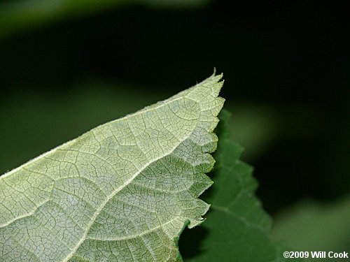 Wild Hydrangea (Hydrangea arborescens)