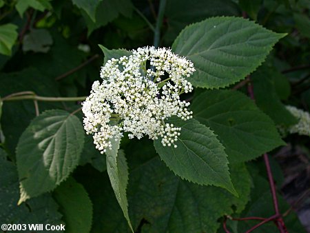 Wild Hydrangea (Hydrangea arborescens)