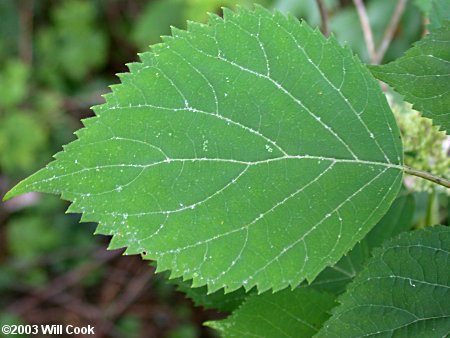 Wild Hydrangea (Hydrangea arborescens)