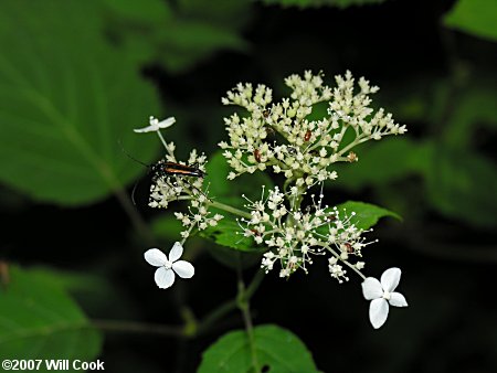 Wild Hydrangea (Hydrangea arborescens)