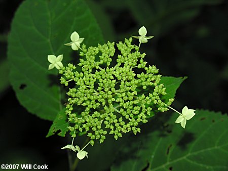 Wild Hydrangea (Hydrangea arborescens)