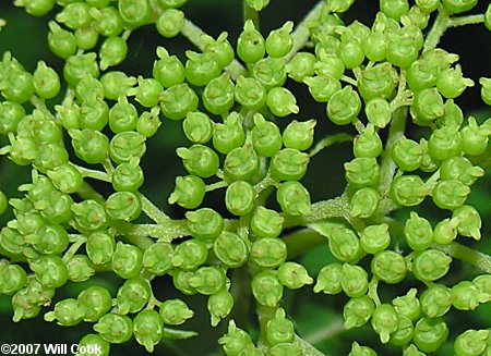 Wild Hydrangea (Hydrangea arborescens)