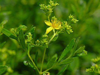 Bushy St. John's-wort (Hypericum densiflorum)