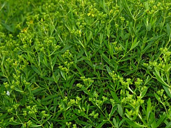 Bushy St. John's-wort (Hypericum densiflorum)