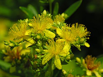 Bushy St. John's-wort (Hypericum densiflorum)