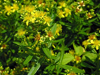 Bushy St. John's-wort (Hypericum densiflorum)