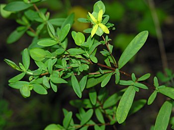 St. Andrew's Cross (Hypericum hypericoides)