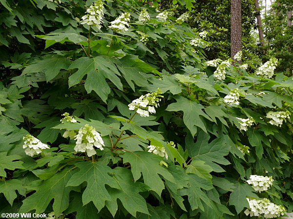 Oakleaf Hydrangea (Hydrangea quercifolia)