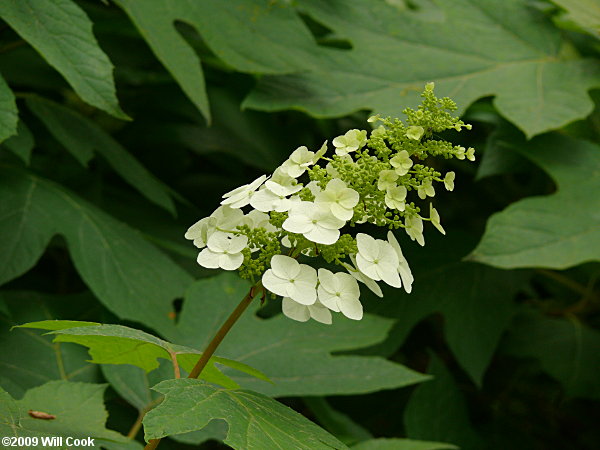 Oakleaf Hydrangea (Hydrangea quercifolia)