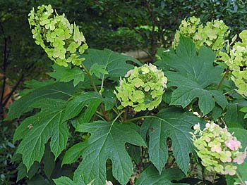 Oakleaf Hydrangea (Hydrangea quercifolia) Snow Queen