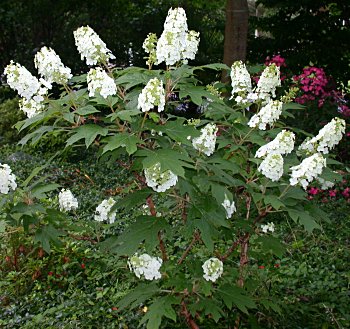 Oakleaf Hydrangea (Hydrangea quercifolia) Snow Queen