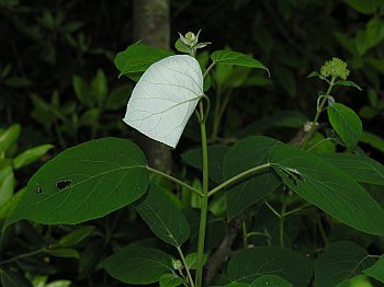 Silverleaf Hydrangea (Hydrangea radiata)