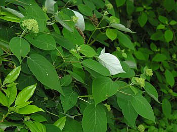 Silverleaf Hydrangea (Hydrangea radiata)