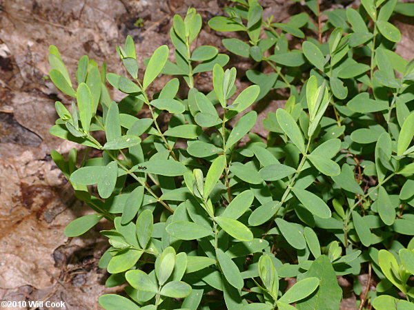 St. Andrew's Cross (Hypericum stragulum)