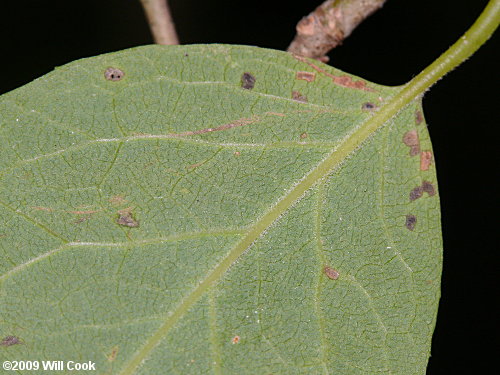 Sarvis Holly (Ilex amelanchier)