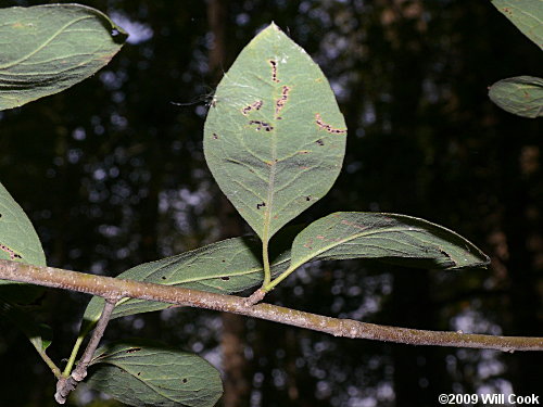 Sarvis Holly (Ilex amelanchier)