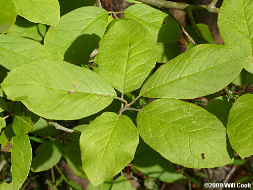 Sarvis Holly (Ilex amelanchier)