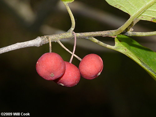 Sarvis Holly (Ilex amelanchier)